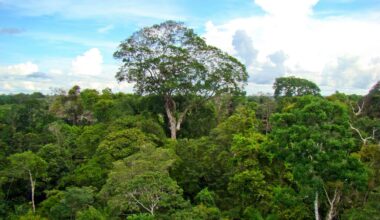 Trees in the Amazon Are Getting "Chonky" But That's Not Good News