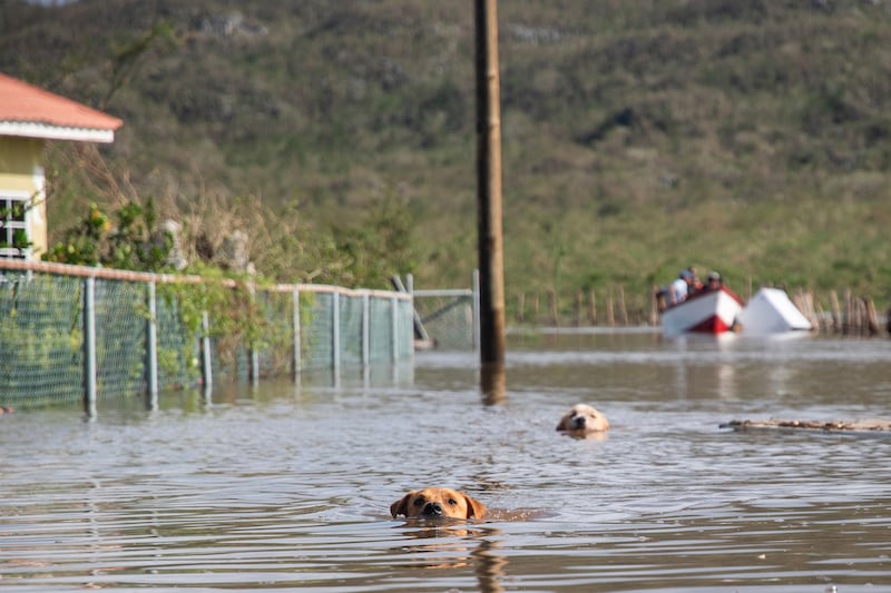  Dogs swim up a road in Great Bay following Hurricane Melissa in the Treasure Beach area of Jamaica, on Wednesday. Photograph: Abbie Townsend/The New York Times
                      