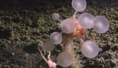 Scientists Just Found a 'Death-Ball' Sponge and a Whole Bunch of Other Deep-Sea Weirdos