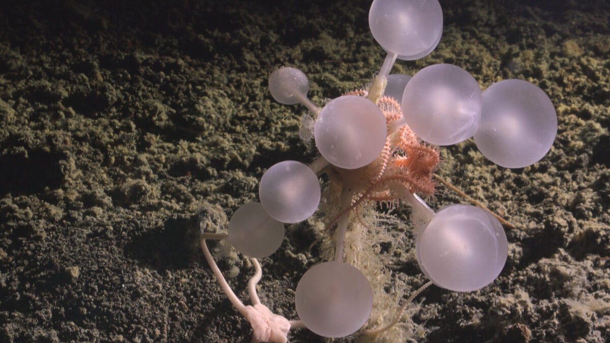 Scientists Just Found a 'Death-Ball' Sponge and a Whole Bunch of Other Deep-Sea Weirdos