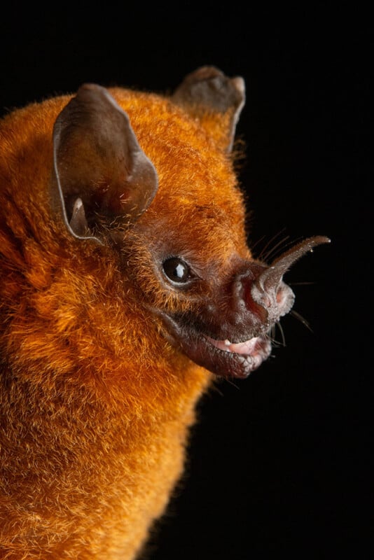 A close-up of an orange, furry bat with a distinctively pointed nose and large ears, set against a black background.