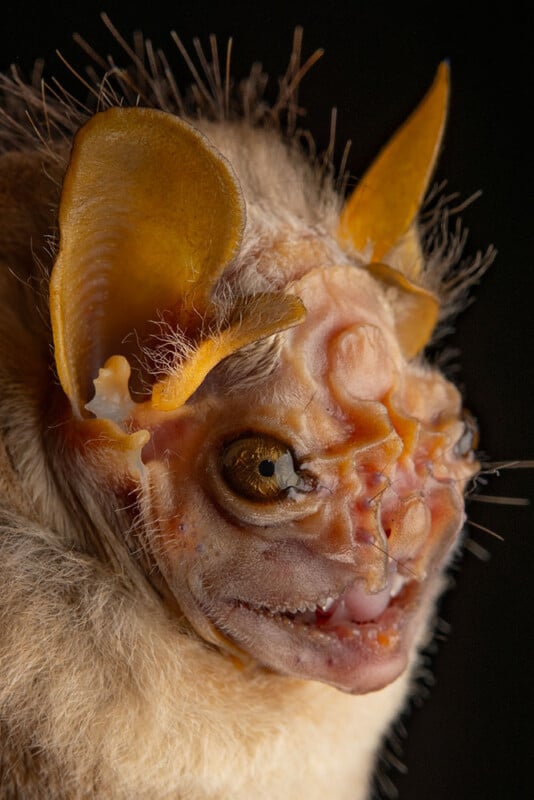 Close-up of a bat with large yellow ears, rough textured skin on its face, and prominent facial features, against a dark background. The bat's eye is clearly visible.