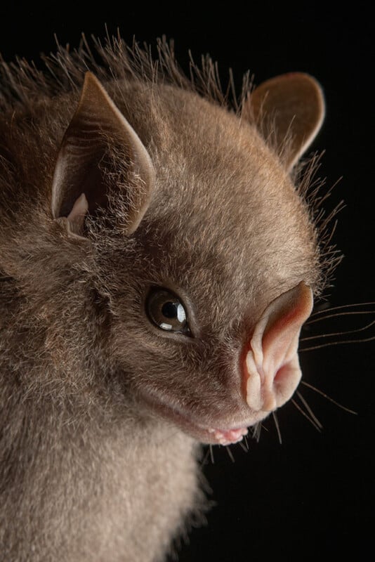 Close-up of a bat with brown fur, large round eyes, pointed ears, and a distinctive leaf-shaped nose against a dark background.