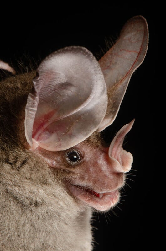 Close-up side view of a bat with large, translucent ears and a prominent nose leaf, against a black background. The bat's fur is brownish-grey and its facial features are clearly detailed.