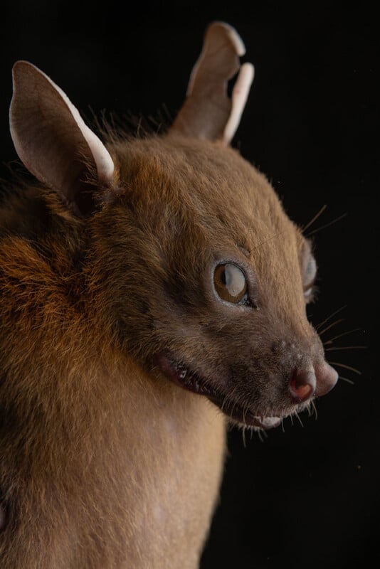 A close-up of a brown, furry mammal with large ears, round eyes, and a pointed snout against a black background. The animal resembles a mix between a bat and a small mammal.