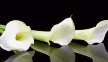 Derry Death Notices - Friday, October 31, 2025