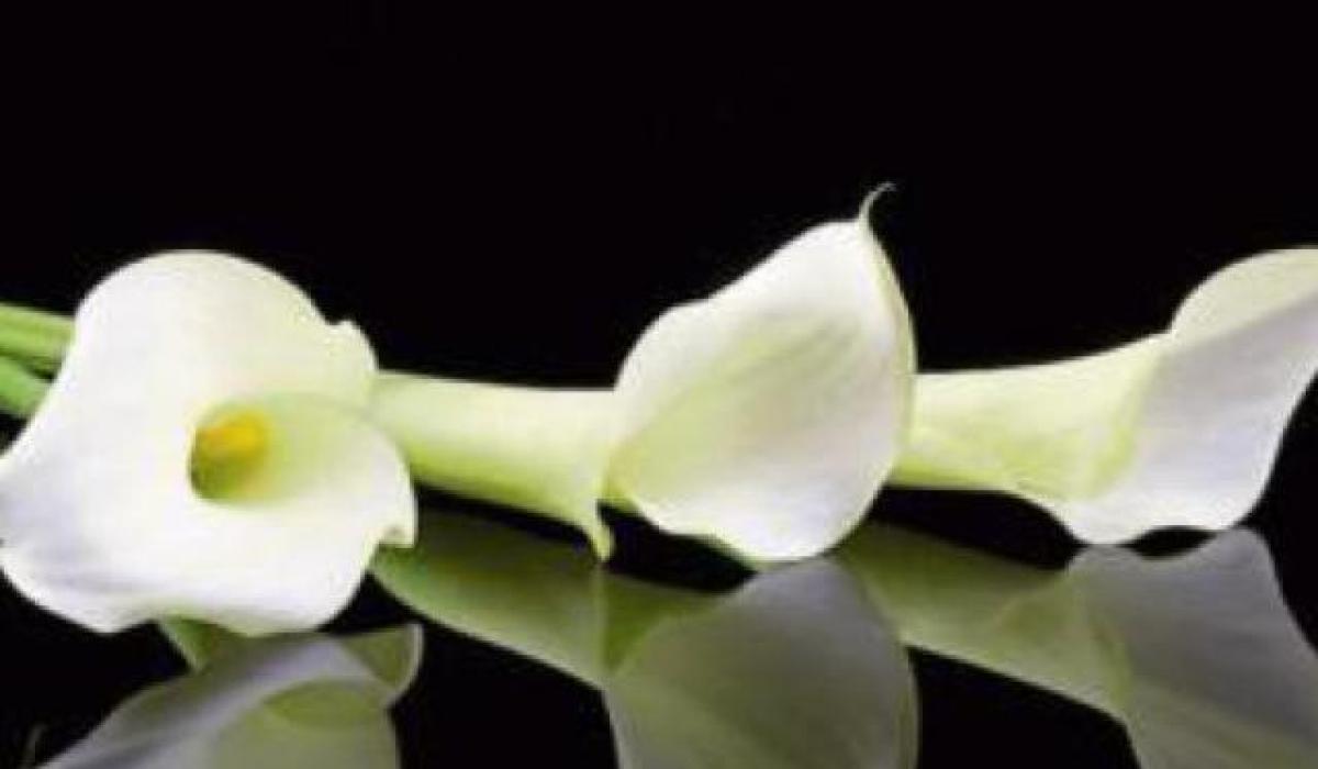 Derry Death Notices - Friday, October 31, 2025