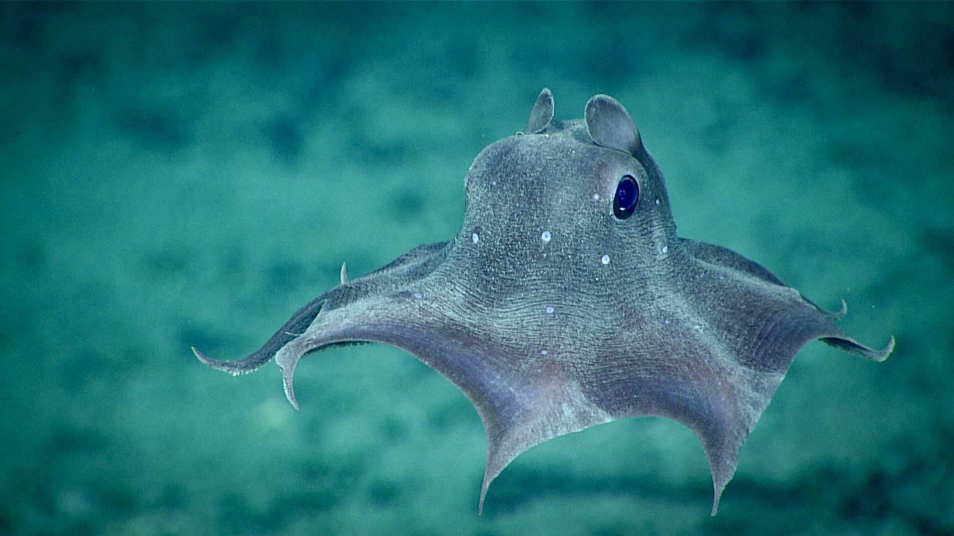A dumbo octopus gliding in the deep sea