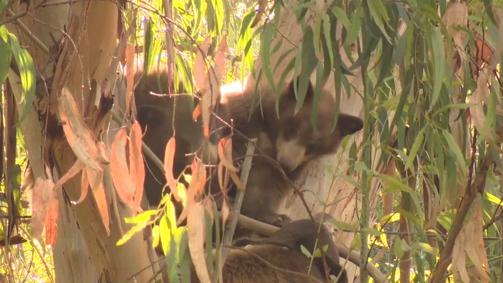 Bear sightings draw crowd in Encino