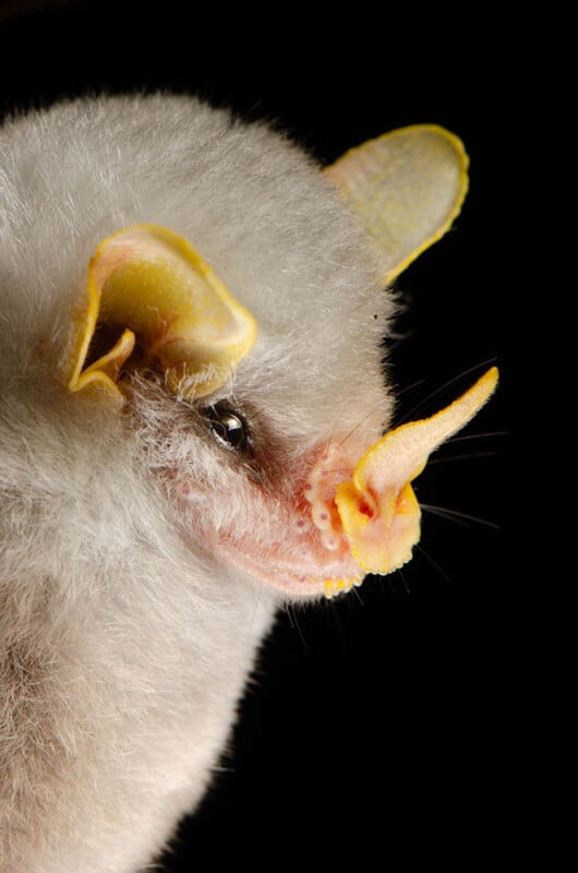 A close-up of a Honduran white bat shows its fluffy white fur, bright yellow ears, and unique yellow nose leaf, set against a black background.