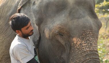 Virus That Kills More Elephants Than Any Other Cause Is Finally Defeated