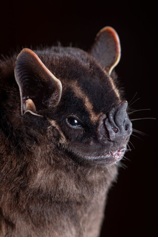 Close-up of a bat with dark, furry fur, large rounded ears, and a wrinkled, leaf-shaped nose, set against a dark background. The bat is facing slightly to the right.