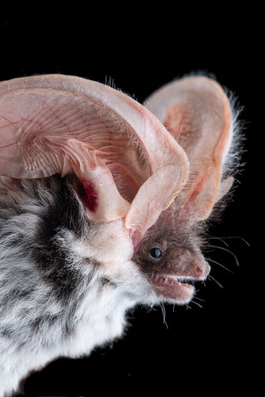 Close-up side view of a bat with very large, curved ears and a furry face, against a black background.