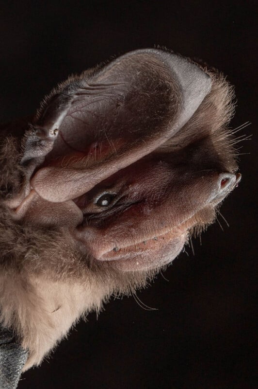 Close-up side view of a bat's head against a dark background, showing detailed features including large, ridged ears, textured skin, fur, and a prominent nose structure.