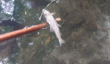 IFI welcomes conviction against Uisce Éireann for sewage pollution of Cavan river – The Irish Times