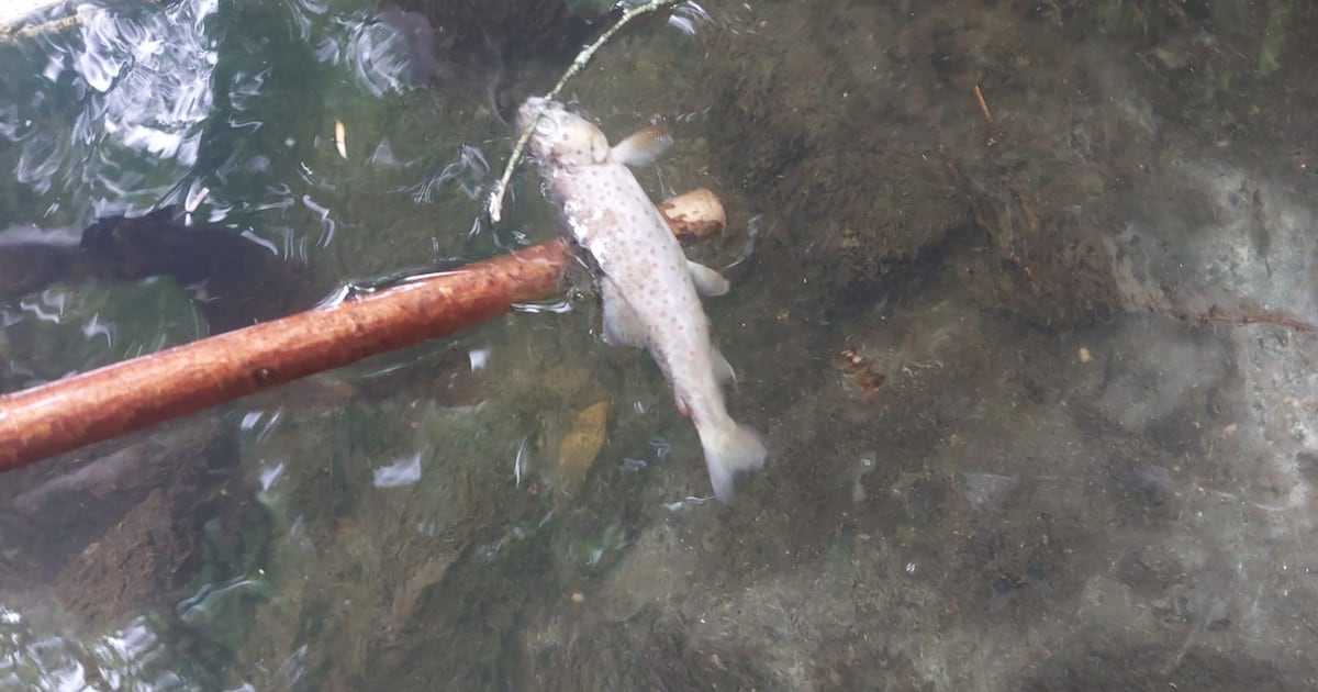IFI welcomes conviction against Uisce Éireann for sewage pollution of Cavan river – The Irish Times