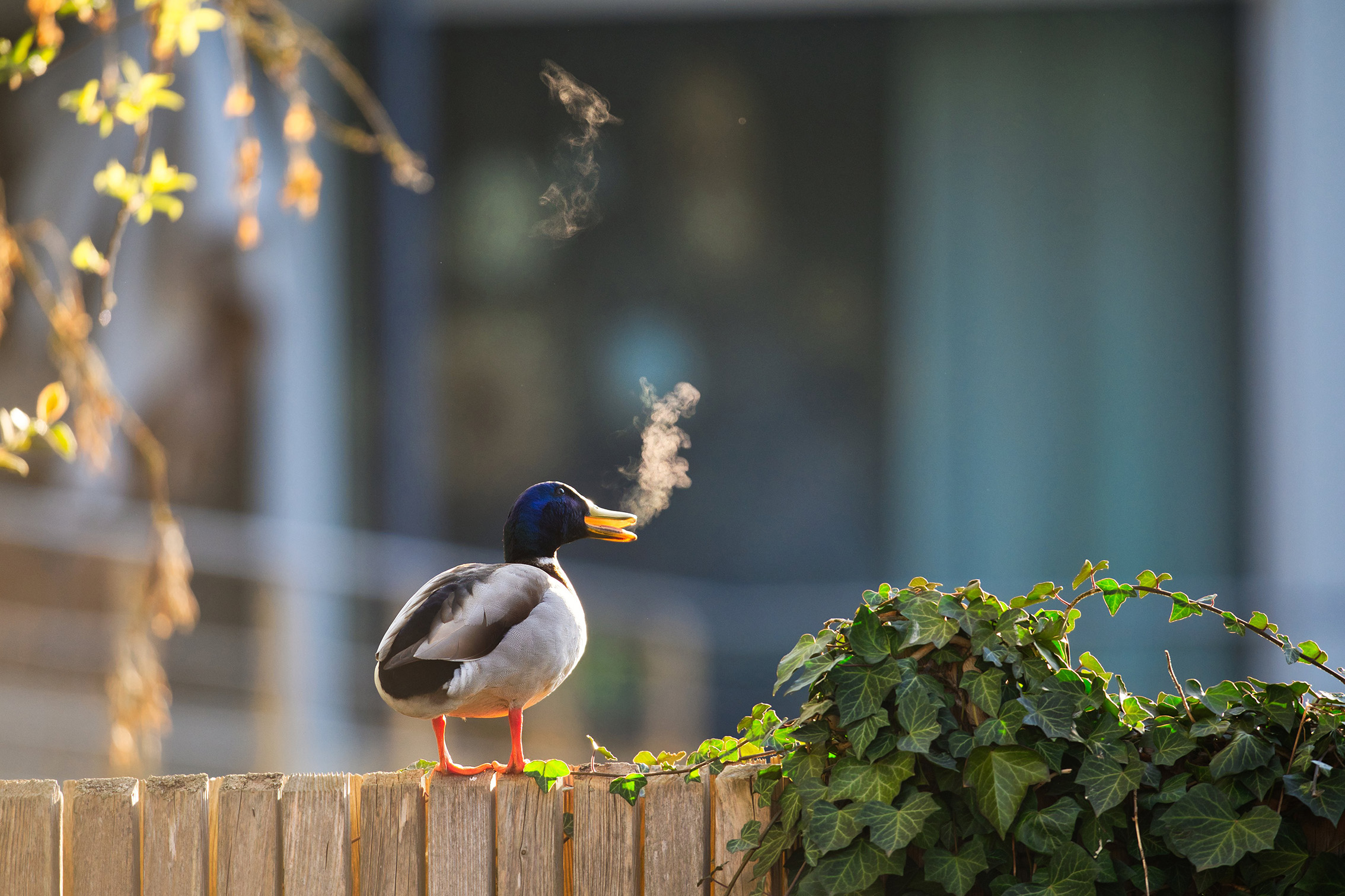 A mallard duck stands on a fence with ivy, its breath visible in the cold air. Soft lighting creates a peaceful, serene atmosphere