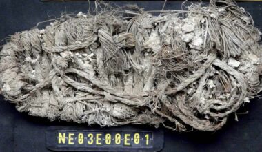Scientists Found a 650-year-old Shoe in a Vulture Nest Along with Dozens of Other Curiosities