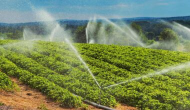 Sprinklers irrigate strawberry plants.