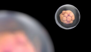 Real-Time Embryo Imaging Raises Questions About IVF Screening Accuracy
