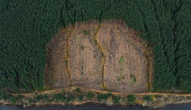 EU plans deforestation delay only for small businesses