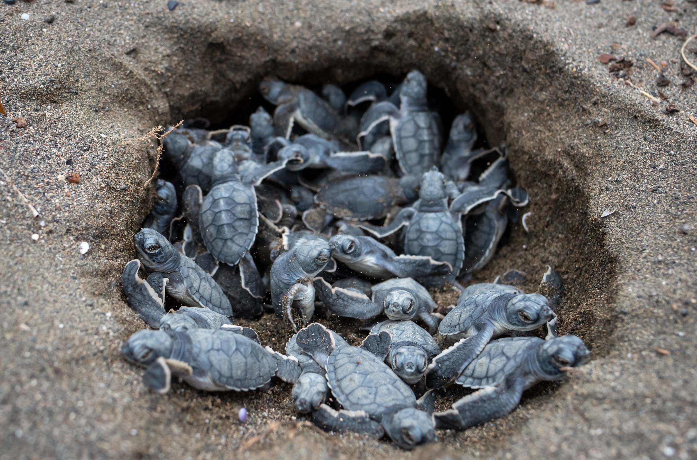 A nest of hatchling sea turtles
