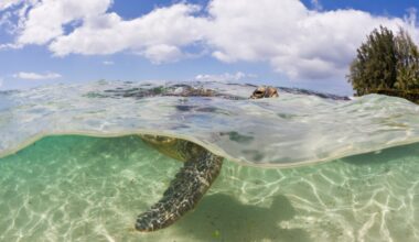 Green sea turtles, made famous by Finding Nemo, make a stunning recovery