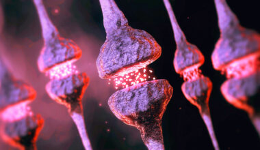 Cryo-ET Reveals “Kiss-Shrink-Run” Neurotransmission Mechanism