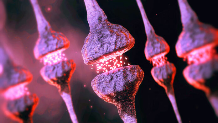 Neuron synapse