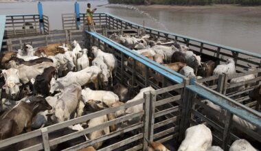 China to buy Brazil's deforestation-free beef, says NGO