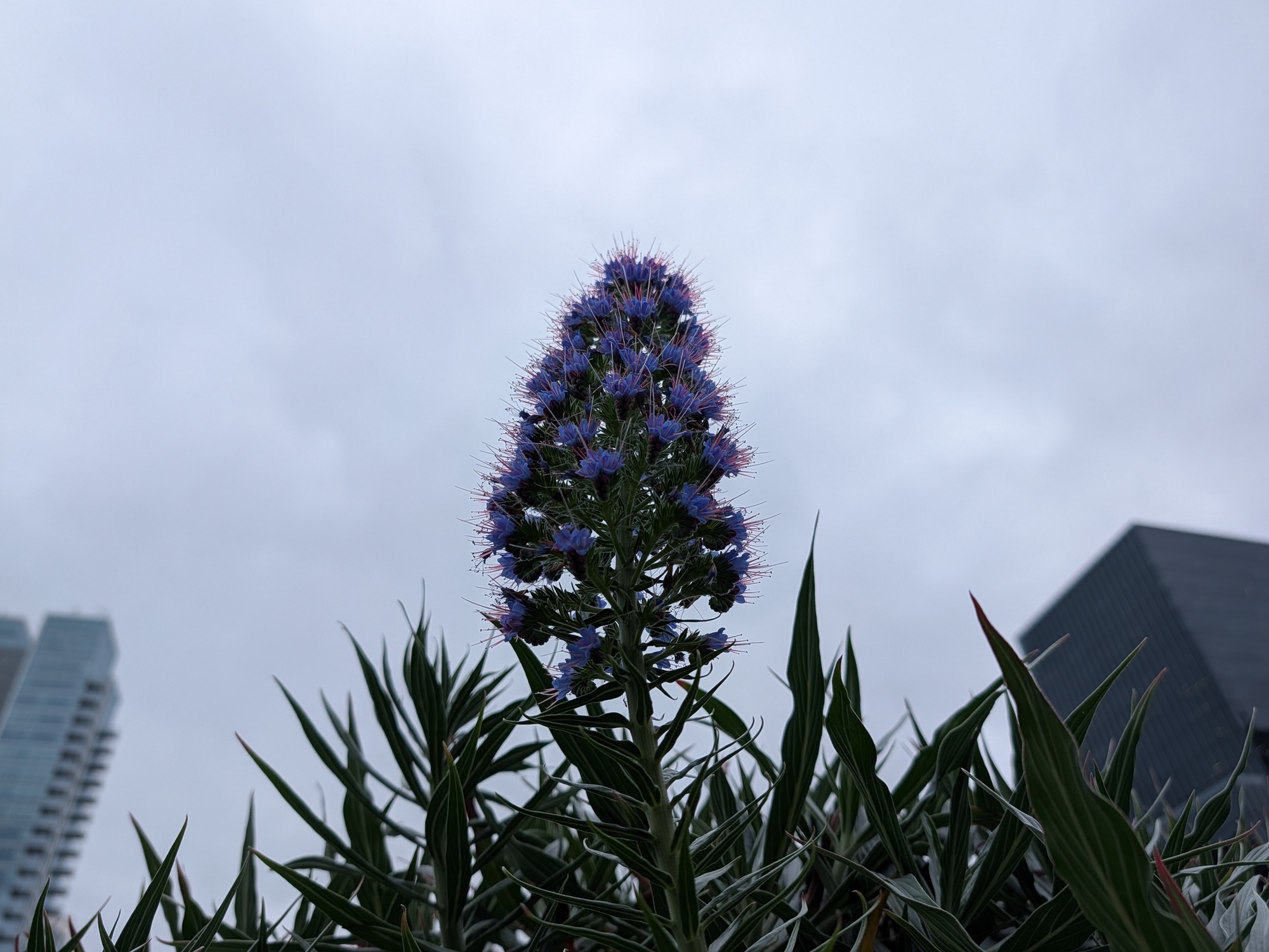 Pruple bottle brush plant shot by Pixel 10 Pro