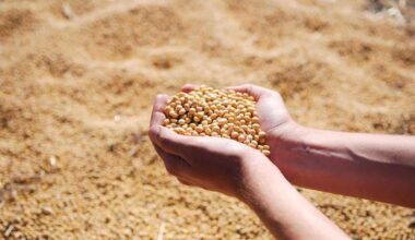 Soybeans Easing Lower on Friday AM Trade