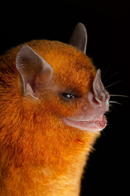 A close-up of an orange-furred bat with large ears and a distinctively shaped nose, shown against a dark background. The bat's mouth is slightly open, revealing small teeth.