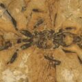 hell ant
