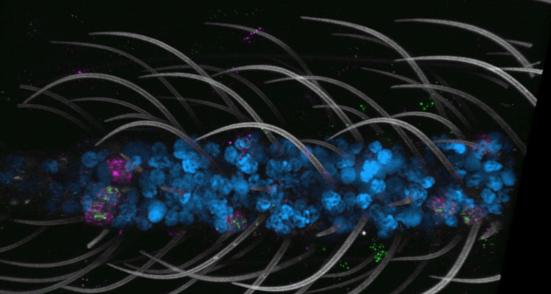 World&#8217;s first pulverized coal burner with variable flame vector tested in Russia