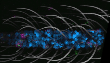 World&#8217;s first pulverized coal burner with variable flame vector tested in Russia