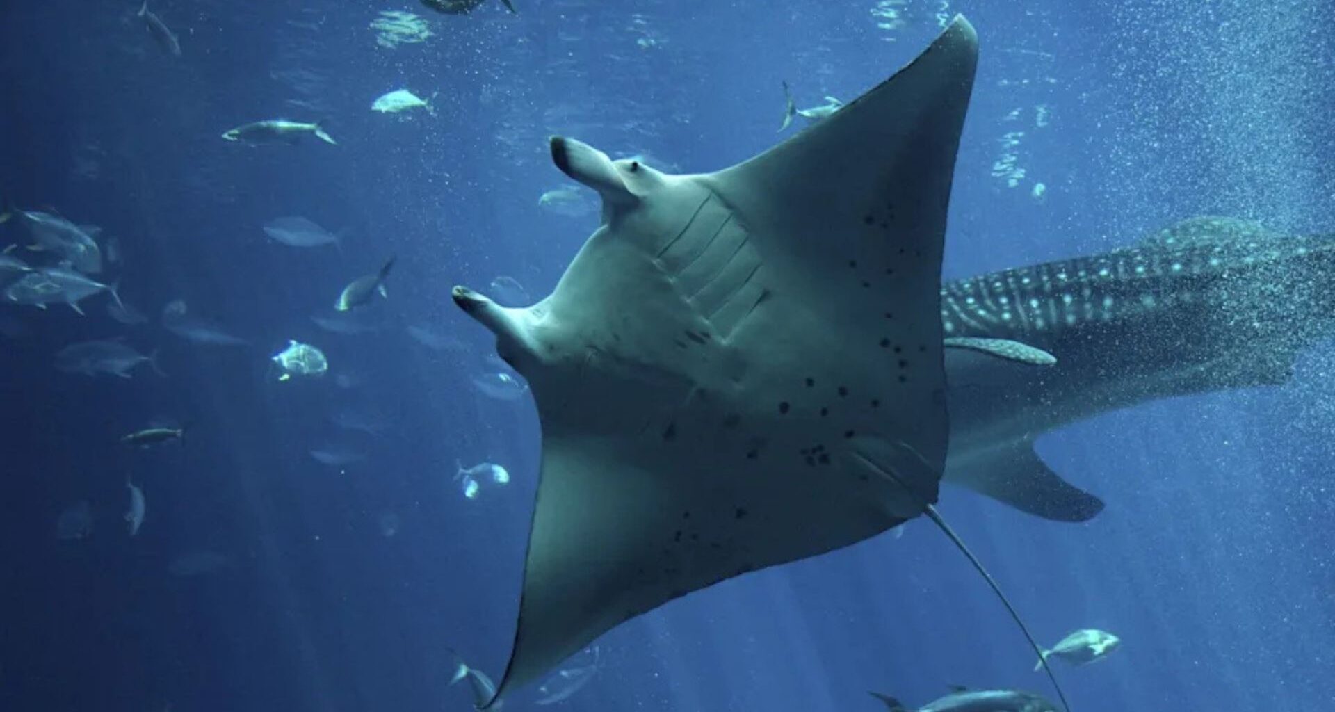 World’s first dual-cation battery endures 1,000 cycles with lithium and sodium mix