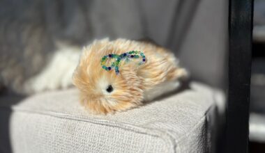 I spent a month living with a $430 AI pet, the Casio Moflin