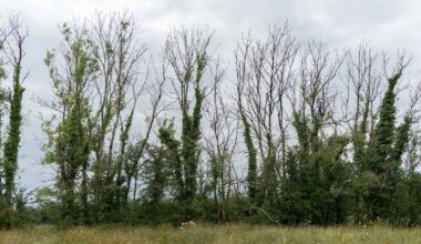 Farmers cleared of damaging birds nests by felling roadside tree in Galway – The Irish Times