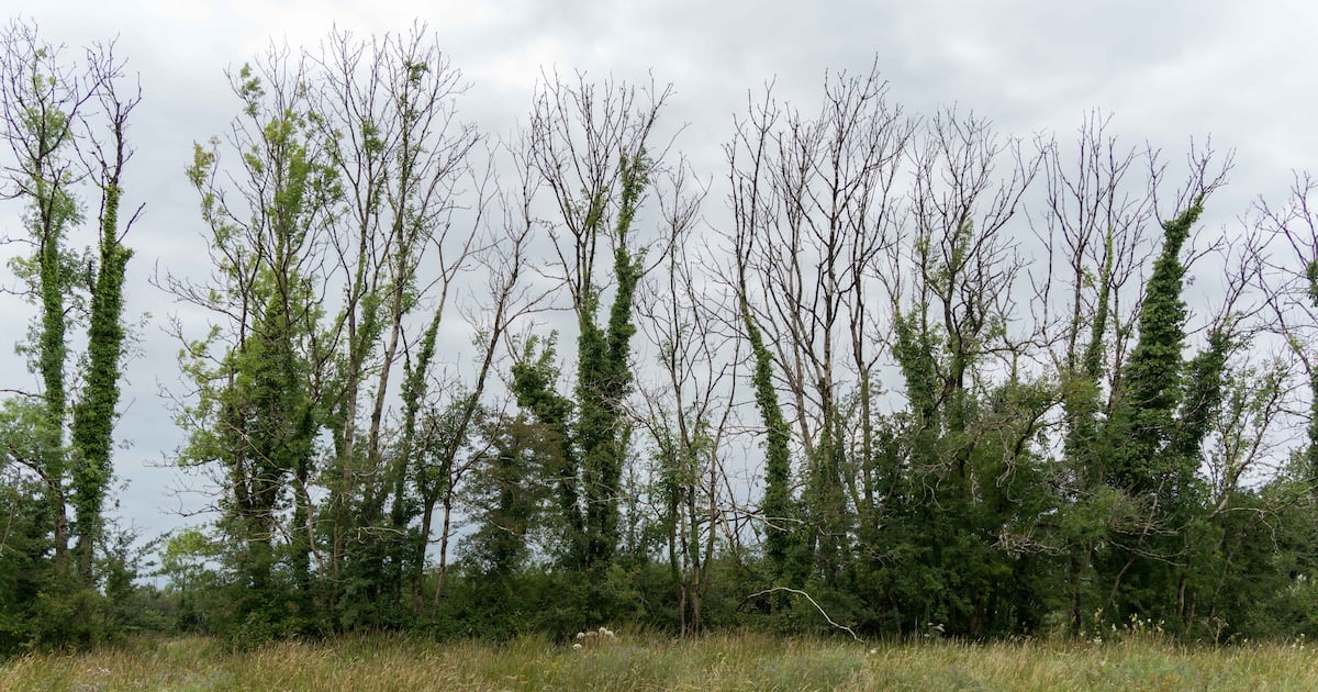 Farmers cleared of damaging birds nests by felling roadside tree in Galway – The Irish Times
