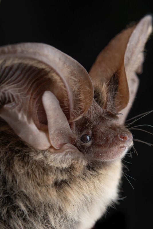 Close-up of a bat with very large, curved ears and soft brown fur against a black background. The details of its ear structure and face are clearly visible.