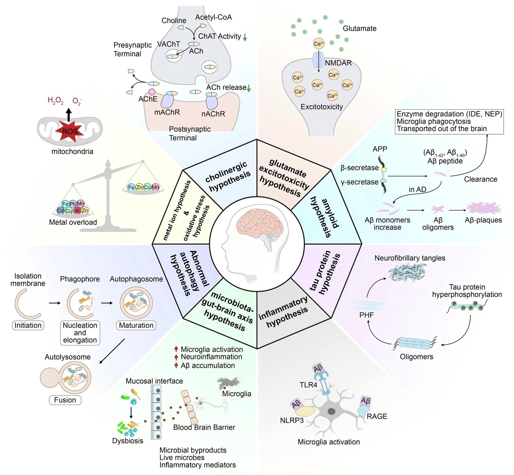 Diagram for the pathogenesis of AD.