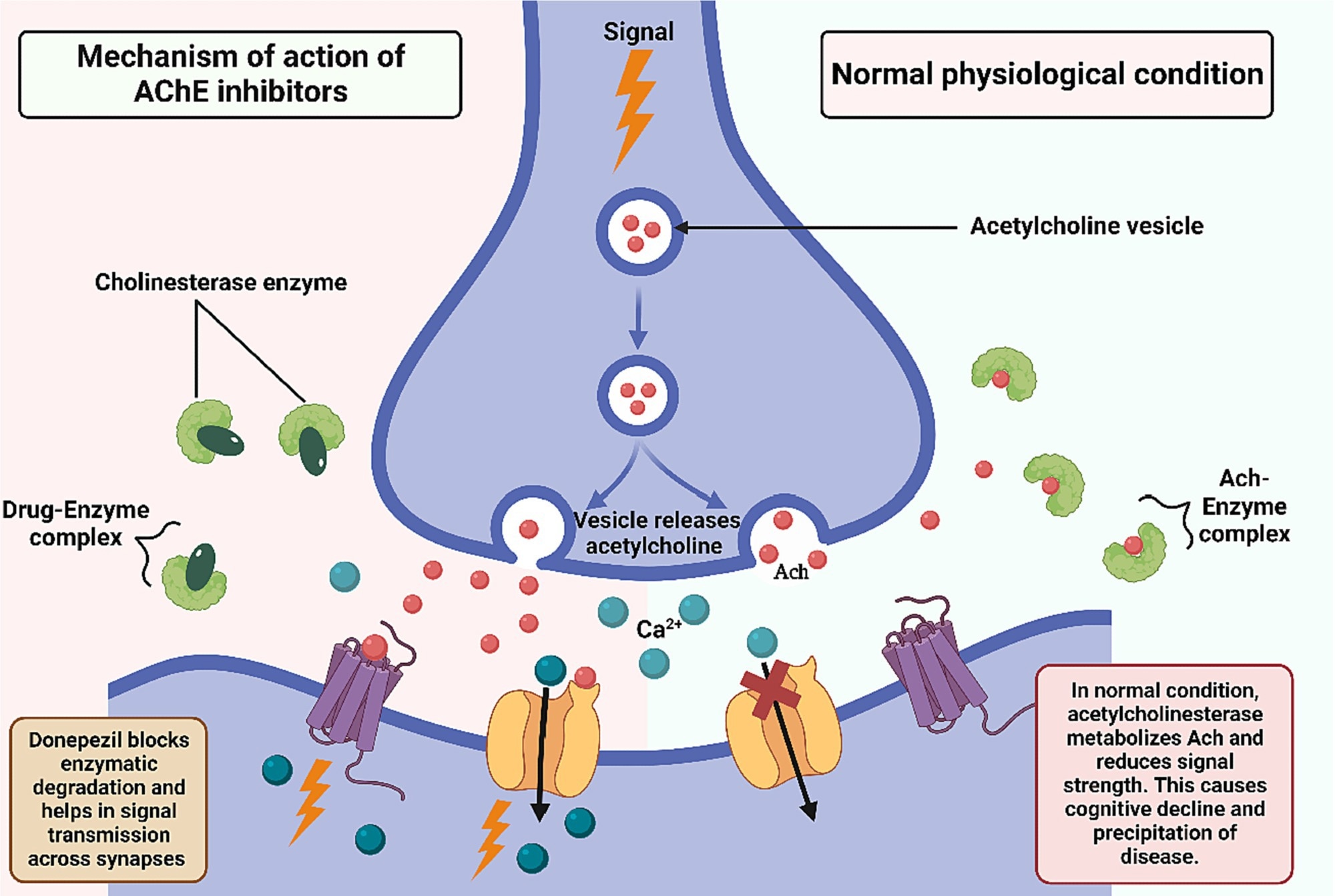 Mechanism of action of cholinesterase inhibitors.