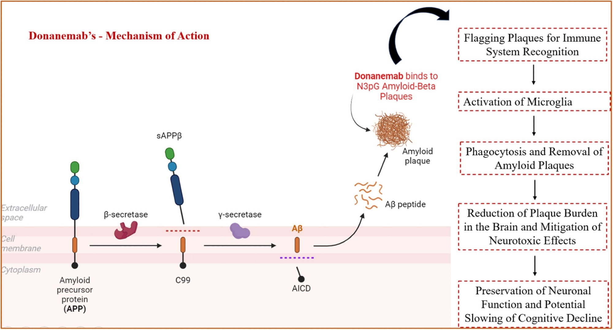 Mechanism of action of donanemab.