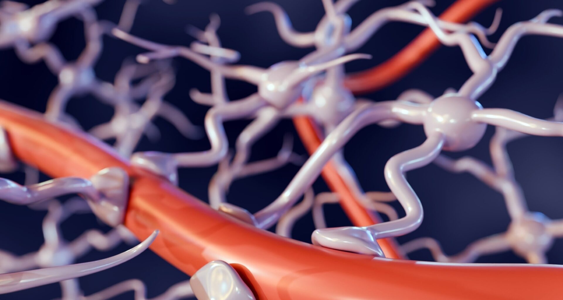 Primer: The blood–brain barrier. Image Credit: Love Employee / Shutterstock