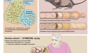 Study: Identification of human gut bacteria that produce bioactive serotonin and promote colonic innervation