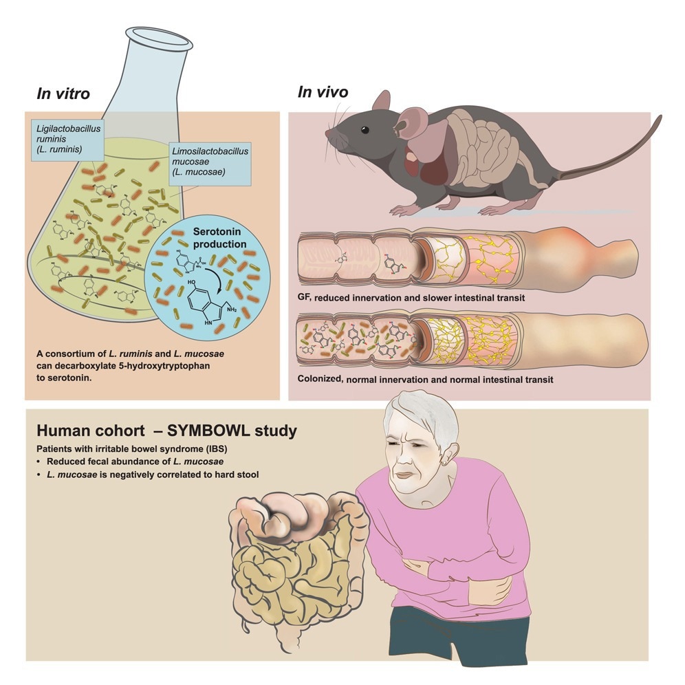 Study: Identification of human gut bacteria that produce bioactive serotonin and promote colonic innervation