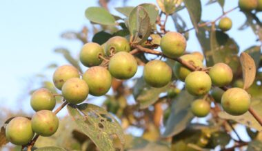 Study: Exploring the antimicrobial potential from various parts of Ziziphus mauritiana Lam.Image Credit: CMYK MAKER / Shutterstock