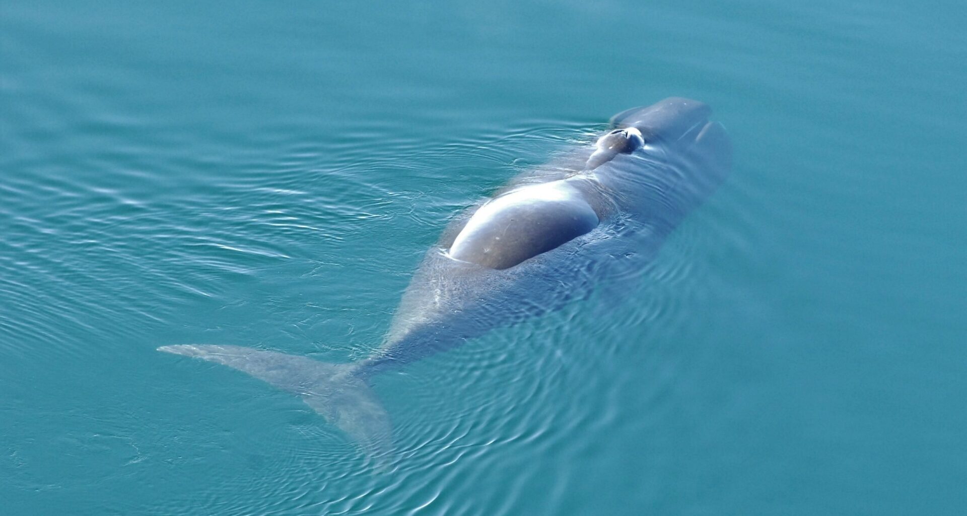 precision DNA repair may hold clues for human aging