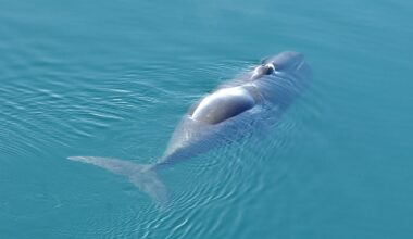 precision DNA repair may hold clues for human aging